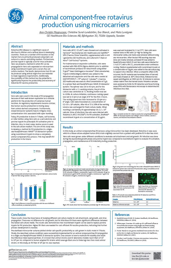 Animal component-free rotavirus production using microcarriers