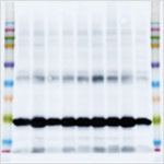 molecular weights molecular weights