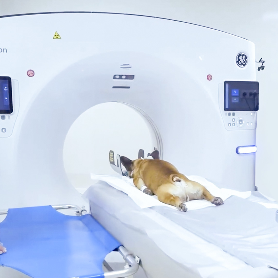 Imaging veterinario